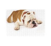 Puzzle in legno da 300 pezzi con fotografia di bulldog inglese triste e stanco con crema marrone e scatola di imballaggio per adulti