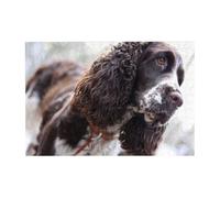 Puzzle in legno da 300 pezzi di Cocker Spaniel inglese, cani ricci, bianchi e marroni, con scatola di imballaggio per adulti