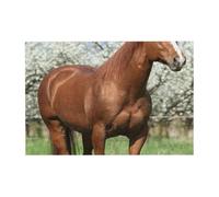 Puzzle in legno stampato con cavalli e alberi in fiore, 300 pezzi, con scatola di imballaggio per adulti