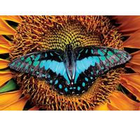 Puzzle Interdruk Natura Colorata: Farfalla 250 pezzi