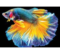 Puzzle Interdruk Natura Colorata: Pesce 250 pezzi