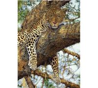 Puzzle Leopardo 1000 pezzi