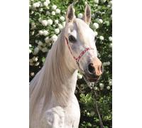 Puzzle Mondo di cavalli: Ritratto del grigio 54 pezzi