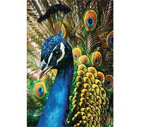 Interdruk- Puzzle, Colore Pavone, 48×33 cm, PUZ250CN1P