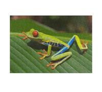 Puzzle Per Adolescenti 1000pcs(38x26cm) Red-Eyed Tree Frog on Leaf Puzzle Per Adolescenti Giocattoli Antistress Regali Per Donne Interazione Genitore-figlio 1000pcs(38x26cm)