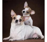 Puzzle per Adulti 1000 pezzi, puzzle per adulti Intrattenimento Creativo, puzzles 1000 pezzi per adulto Gioco impegnativo Puzzles per Bambini (Cucciolo di Chihuahua)