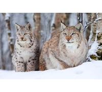 Puzzle per adulti, 200 (35 x 25 cm), due gattini nella neve, puzzle per gatti