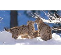 Puzzle per adulti, 200 (35 x 25 cm), due gattini nella neve, puzzle per gatti
