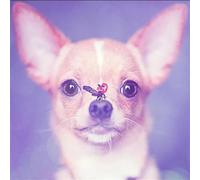 Puzzle per Adulti 200 pezzi, puzzle per adulti Intrattenimento Creativo, puzzles 200 pezzi per adulto Gioco impegnativo Puzzles per Bambini (Cane Chihuahua)