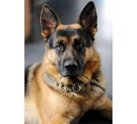 Puzzle per adulti 500 (52 x 38 cm) pezzi, pastore tedesco cane animale domestico, adatto per il relax per adulti, giochi di svago e decorazione da parete interna