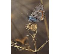 Puzzle per adulti Butterfly da 3000 pezzi - Il miglior regalo, giocattolo e arredamento per la casa (14 anni+)