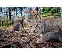 Puzzle per adulti da 100 (45,5 x 35,5 cm), due linci eurasiatiche