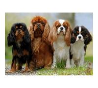 Puzzle per adulti da 100 (45,5 x 35,5 cm) pezzi, Cavalier King Charles Spaniel, sfida cerebrale, gioco di sfida familiare e regalo di decorazione per la casa