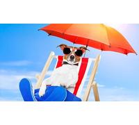 Puzzle per adulti da 1000 (38 x 26 cm), cucciolo di cane che prende il sole