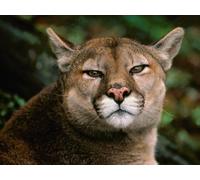 Puzzle per adulti da 1000 (75 x 50 cm) pezzi, Puzzle di Puma, Leone di Montagna, Jaguar, Animale