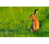 Puzzle per adulti da 300 (38 x 26 cm), puzzle animale lepre europea