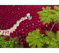 Puzzle per adulti da 500 pezzi - Un mare di rosso