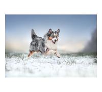 Puzzle per adulti di 300 (38 x 26 cm) pezzi, cane da neve pastore australiano, adatto per il relax per adulti, giochi di svago e decorazione da parete interna