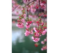 Puzzle per Adulti, puzzle 2000 Pezzi Begonia Rosa puzzle Giochi Rilassamento e Intelligence, puzzle per Gioco Familiare, puzzle per adulti 2000, Adatto per adulti e Bambini 100 x 70 cm