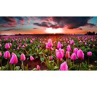 Puzzle Quadri Famosi 1000 Pezzi Tulipani Campi Alba E Tramonto Molti 75 * 50Cm