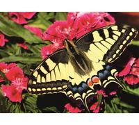 Puzzle Ravensburger Bellissima Farfalla 500 Pezzi