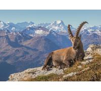 Puzzle Ravensburger Camoscio nella valle del Toggenburg 1000 pezzi
