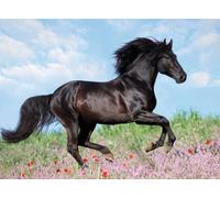 Puzzle Ravensburger Cavalli Belli 200 pezzi