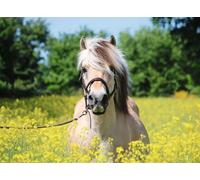 Puzzle RAVENSBURGER - cavallo sauro, 500 pezzi