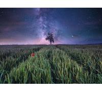 Ravensburger - Puzzle Potere della natura: cielo notturno sopra un campo di grano - 1500 Pezzi