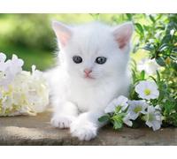 Puzzle Ravensburger gattino bianco 1500 pezzi