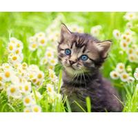 Ravensburger - puzzle gattino nel prato, 500 pezzi, puzzle adulti