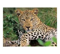 Puzzle Ravensburger Leopardo, 100 pezzi. xxl 1 St