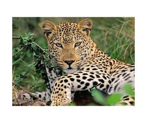 Puzzle Ravensburger Leopardo, 100 pezzi. xxl 1 St