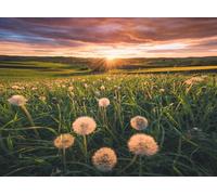 Puzzle Ravensburger Soffioni al tramonto 500 pezzi