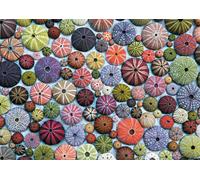 Puzzle Ricci Di Mare 1000 Pezzi