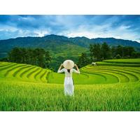 Puzzle Risaie in Vietnam 1000 Pezzi