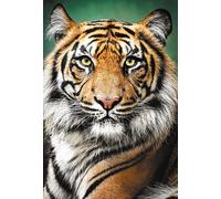 Puzzle Ritratto di Tigre 1500 pezzi