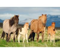 Puzzle Famiglia di Cavalli 200 Pezzi