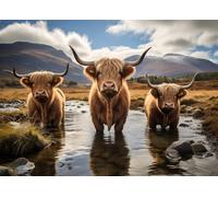 Puzzle scozzese di bestiame di altopiano 1000 pezzi per adulti animali paesaggistici tre mucche arruffate panorama di montagna Landidylle fattoria scena rilassante attività stimolante 70 x 50 cm