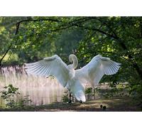 Puzzle Swan da 7000 pezzi: i più bei giochi di arredamento per interni per bambini dai 14 anni in su