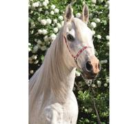 Puzzle trefl Mondo dei cavalli: Ritratto di un uomo bianco 54 pezzi 1