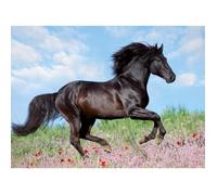 Puzzle XXL stallone nero da 200 pezzi - Bambino - Paesaggio e natura - 8 anni - 12803 - Ravensburger