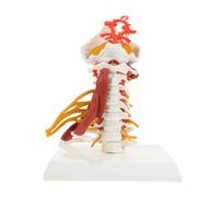 PVC Cervicale Umano e Muscoli Nervi Modello Anatomico | Insegnamento Medico e Consulenza Paziente, Esposizione da Scrivania, Dettaglio Anatomico Chiaro