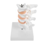 PVC Modello 16 Vertebrale in Colonna con Anatomico Supporto CM | Ausilio Didattico Clinico, Ricerca Scientifica, Visualizzazione , Colore Bianco, per Studenti