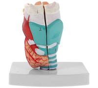 PVC Modello Anatomico della Regione Faringea Umana | Accurato per Educatori e Istruttori di Anatomia, Esposizione da Scrivania, Centri di Formazione e Dimostrazioni Cliniche