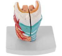 PVC Modello Anatomico della Regione Faringea Umana | Struttura Accurata, Supporto Visivo per Lezioni e Laboratori, per Docenti e Studenti di Medicina