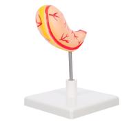 PVC Modello Anatomico dello Stomaco Umano per Studio Medico | Sezione Trasversale, Supporto Visivo per Docenti e Studenti, Uso su Tavolo per Ricerca e Consulenza