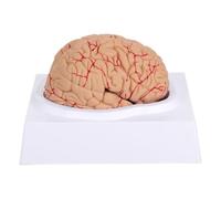 PVC Rosa Modello Anatomico del Cervello Umano per Studio | Educazione del Paziente, Allenamento Coordinazione Occhio Mano, Flessibilità Dita, per Genitori e Studenti