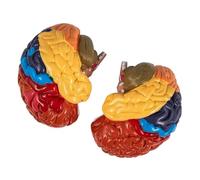 Pwshymi Modello Anatomico del Cervello Umano da 2 Pezzi Colorato per Corsi di Apprendimento e Salute in PVC