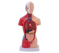 Pwshymi Modello del Corpo Umano da 11 Pollici per lo Studio, Parti da 15 Pezzi Anatomia Interattiva per Studenti di Medicina, Strumenti di Studio della Fisiologia con Organi